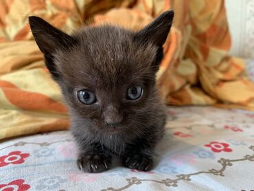 Продажа кошек: Беспородная, 1 месяц, Мальчик, Черный, Метис
