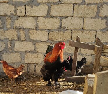 Xoruzlar: Xoruz, Brama, il: <1, Ünvandan götürmə — 5