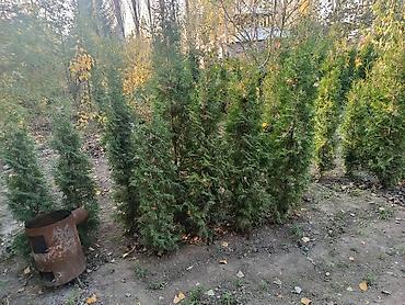 старые тошоки: 50 см ден 1.80 смге чейинки арчалар сатылат арзан баада адрес Ноокатта — 2