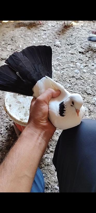 cins goyərcinlər: Pecat boynu gullu abrez cilpaq ayaq maya Unvan Qala Merdekan teref — 1