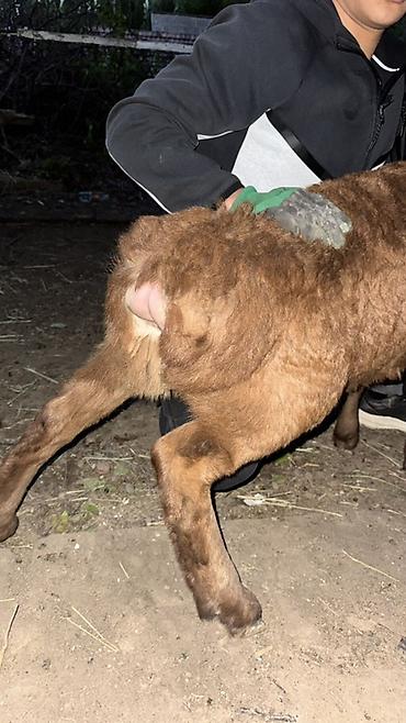 Баран, овца: Продаю | Овца (самка), Ягненок, Баран (самец) | Арашан | Для разведения — 7