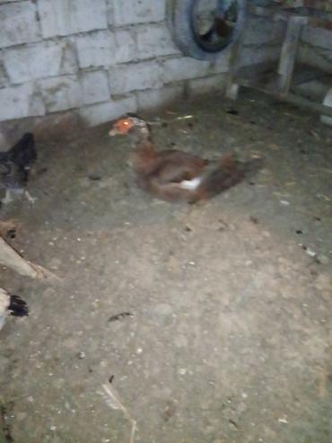 хары бюльбюль купить: Erkek 1yas4ayliqdi real aliciya endirim.olacaq ünvan Bakı kurdaxani — 2