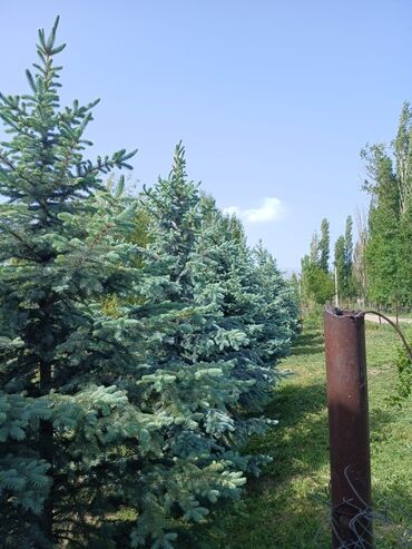 кухонный набор посуды: Ель колючая голубая (Picea pungens ‘Glauca’) — Все идентичные похожие