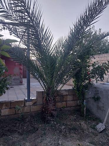 baki lenkeran nece saat: Xurma (xurma palması) – dekorativ landşaft üçün - Növlü xurma — 3