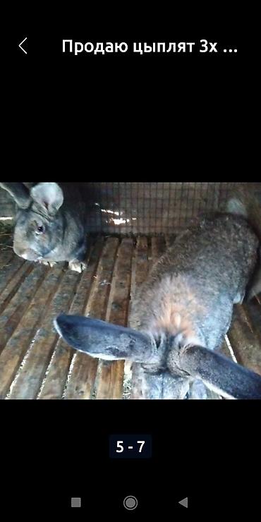 Двуспальные кровати: Кровать двух спальная светлая новая диван новый, холодильник — 9