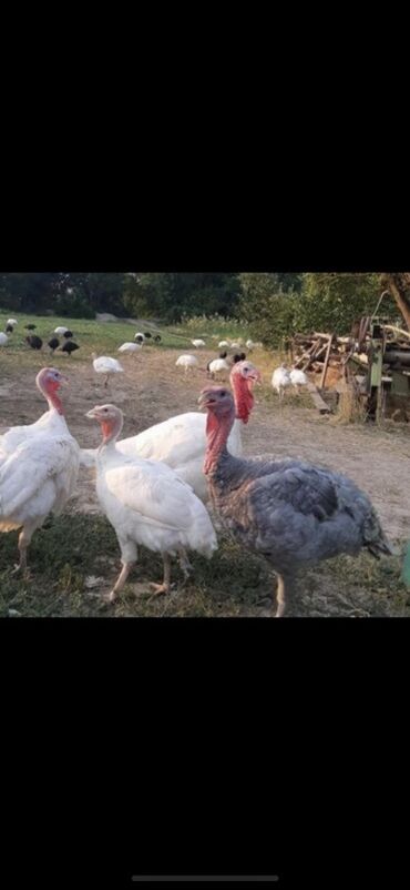 отдам в хорошие руки маленькую собачку: Salam. Kül rəngi Fərə hinduşka lazımdı. Kimdə varsa alıram. Videosun