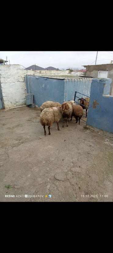Qoyunlar, qoçlar: 3 qoyun 1 quzu satılır biri ana baladir dişi bala ilə kom 1.150 — 13