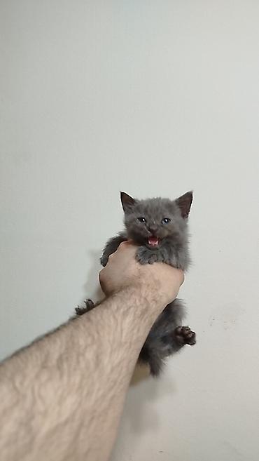Кошки: Шотландская, Самка, Самец, В добрые руки, Самовывоз — 4