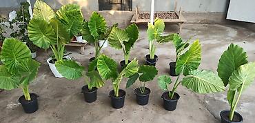 Алоказии: Алоказия (Alocasia, «Слоновье ухо») в горшках - Эффектные крупные — 1