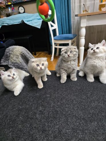 Pişiklər: Cins Paroda pişikləri. Şotland, Britan, Pers. Rəngləri də cür bə cür — 7