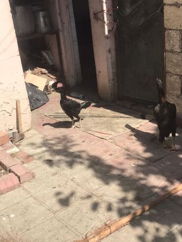 kənd çolpası: Toyuq, Damazlıq