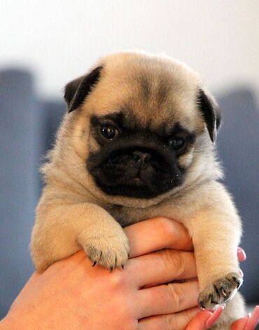 Psi: Na prodaju štenci mopsa, pažljivo vakcinisani i očišćeni od parazita — 11