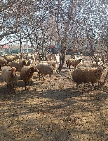 Digər kənd təsərrüfatı heyvanları: Digər kənd təsərrüfatı heyvanları — 5