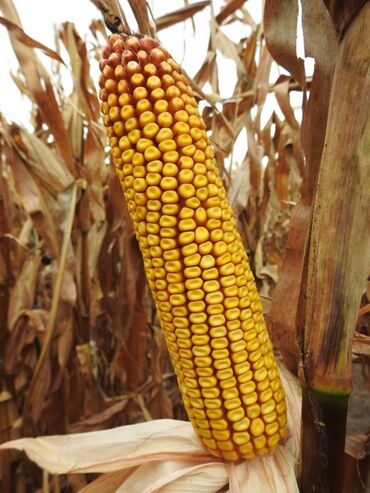 семена кукуруза пионер: Семена и саженцы Кукурузы