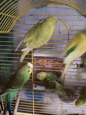 Tutuquşları: 13 ededdir aktiv balalardir deneyle 9 manat hamsini alana 8 manatdan — 4