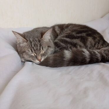 британские кошки: Я ищу кота для вязки с моей кошкой дворняжкой. Бесплатно
