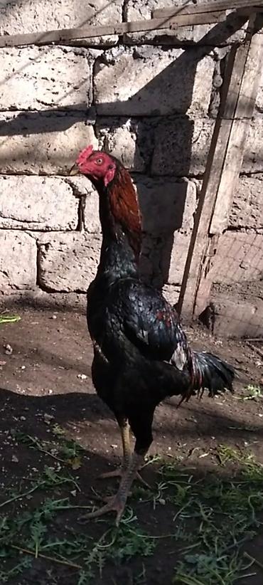 Xoruzlar: Heyratı beçə satılır cins heyvandı hələ tam ayılmayıb heyvanan başı — 3