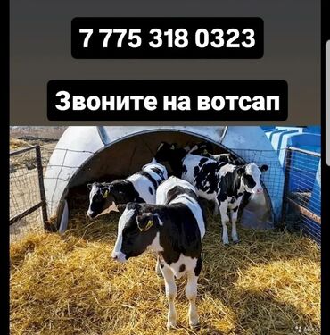 шкура быка: Бычки тёлки телята ангус сементал белоголовые герефорд аулеколь
