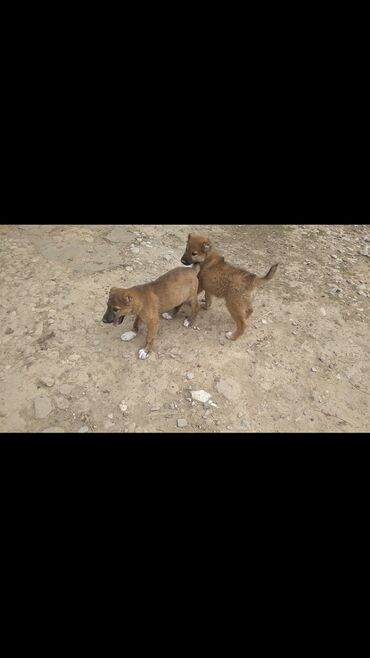coban iti satilir: Alabay, 1 ay, Dişi