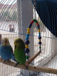 Oyuncaqlar: Quşlar satılır.Hazır cütlüklər,3 dəfə bala veriblər,indidə yumurtaya -da lalafo.az — 1 Oyuncaqlar: Quşlar satılır.Hazır cütlüklər,3 dəfə bala veriblər,indidə yumurtaya — 1