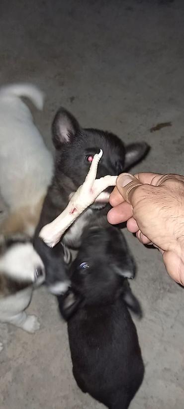 malamut satılır: Salam sekilde gorduyuz zivanoklarin balalari satilir temiz qan yeri — 3