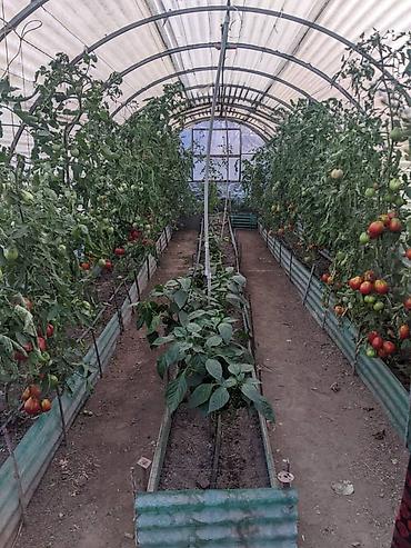 Продажа коттеджей и домов: Продаётся дом на ИссыкКуле, село Ананьево из 4-х комнат. Имеется — 6