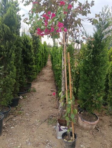 Landşaft işləri: Dekarativ bitgilerin satişi
xan cinar
ekvalit
zeytun — 11