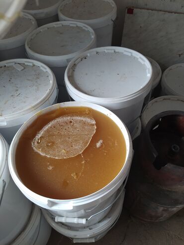 Токтогулдун балы сатылат оптом кг 400 сом 27 Чака токтогулда Мёд