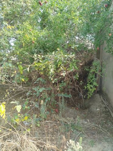 Həyət evləri və villaların satışı: 4 otaqlı, 140 kv. m, Kredit yoxdur, Yeni təmirli — 24