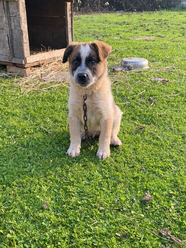 İtlər: Alabay, 1 ay, Erkek, Cütləşmə üçün, Ünvandan götürmə — 10