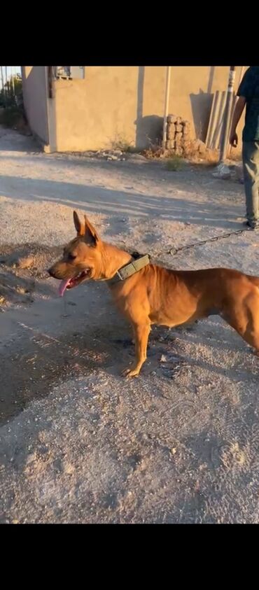 pitbular: Pitbul, 1 il, Dişi, Peyvəndli, Ünvandan götürmə