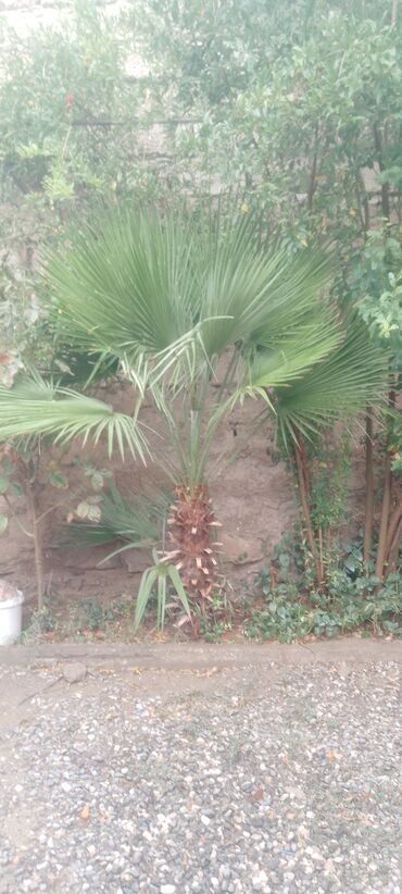 ZX: Dekorativ yelpik yarpaqlı xurma (palm) ağacı - Növ: Fan palm (yelpik