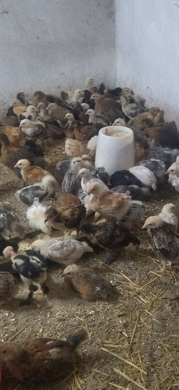 домашняя птица: Продаются цыплята домашние возраст один месяц цена 150