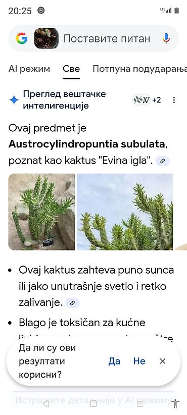 Ostale kućne biljke: Sobne i ukrasne biljke u saksijama – više vrsta - Syngonium — 17