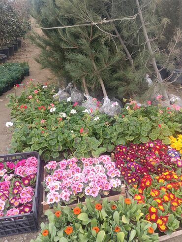 Şitillər: Torf gubresinn satisi ve dekarativ agaclarin satsi qazon torf torpaq -da lalafo.az — 3 Şitillər: Torf gubresinn satisi ve dekarativ agaclarin satsi qazon torf torpaq — 3