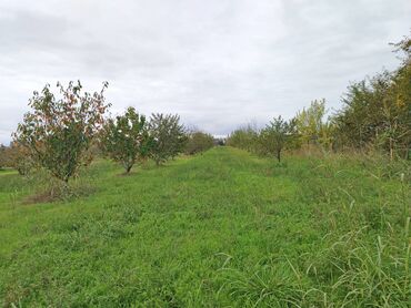 Torpaq sahələrinin satışı: 130 sot, Tikinti, Kupça (Çıxarış) — 23