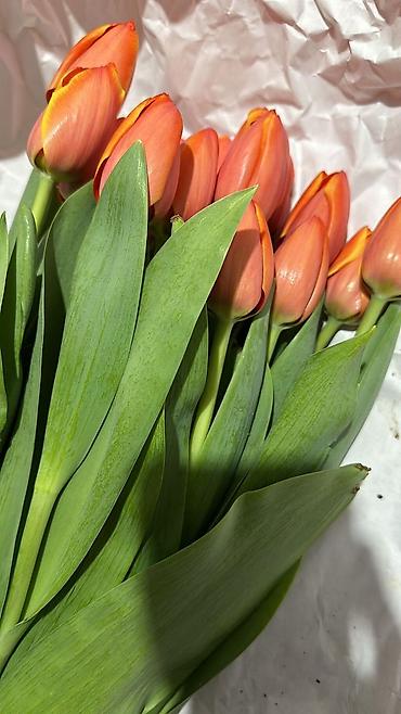 Букеты из живых цветов: Тюльпаны срезанные — букетные сборки. - Варианты окраски: насыщенный — 12