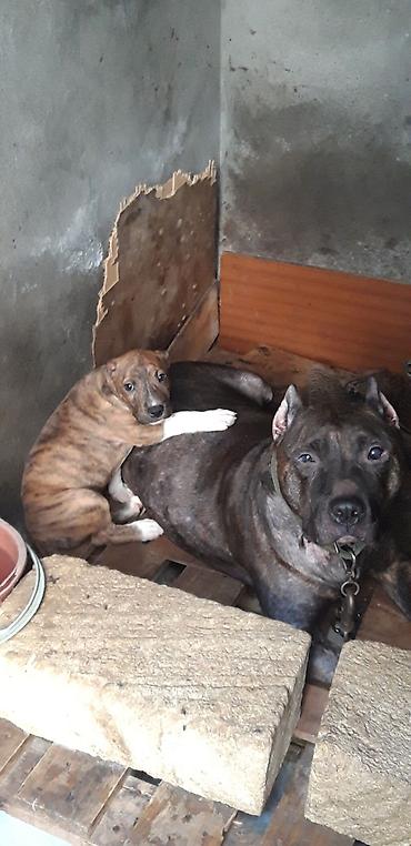 kangal itləri: Pitbul, 2 ay, Dişi, Peyvəndli — 2