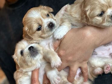 İtlər: Pekines, 1 ay, Dişi, Peyvəndli, Ünvandan götürmə