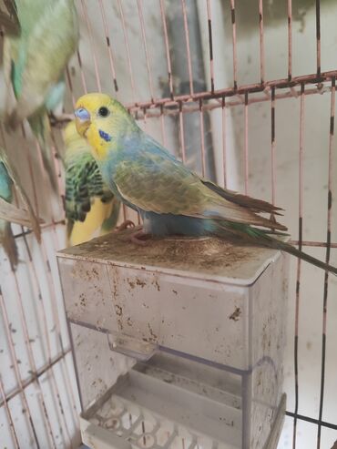 шотландский вислоухий котенок цена: Rainbow temiz qan erkekler hamısı öz quslarımın balasidir 5 aydan