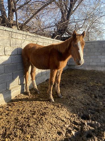 Лошади, кони: Продаю | Жеребенок | Полукровка | Рабочий — 14
