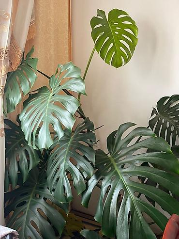 декор растения: Монстера делициоза (Monstera deliciosa) — крупное комнатное растение с — 1