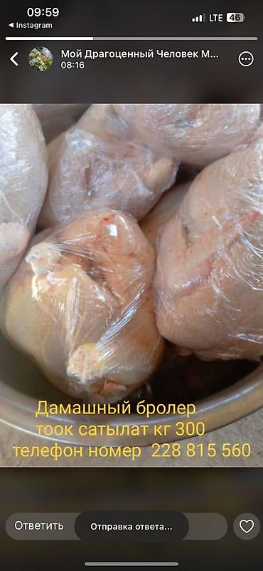 дойки ко: ТООК ЭТТИ САТЫЛАТ бройлер ТАЛАС шаарында — 2