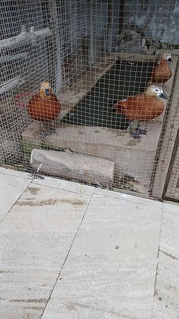 satdiq itler: Dekorativ Anqurt ordeyi.Bir cut satilir.Erkek diwi.Ozderi — 2
