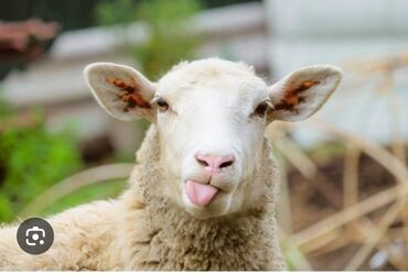 преобразователь для стрижки овец: Сатып алам | Кочкорлор, койлор | Союуга, этке