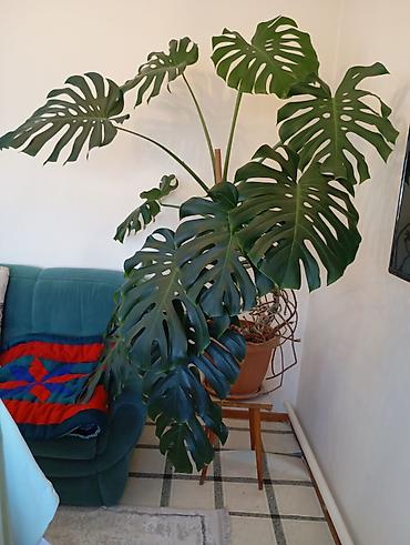 Монстера делициоза (Monstera deliciosa), крупное комнатное растение - lalafo.kg да Монстера делициоза (Monstera deliciosa), крупное комнатное растение -
