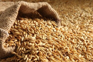Крупы, мука, сахар: Продаю пшеницу из под комбайна, Иссык атинский район, с. Люксембург