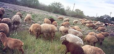 qoyun mal: Qoyun sürüsü – ət və yun istiqamətli - Növ: yerli qarışıq cinslər — 6