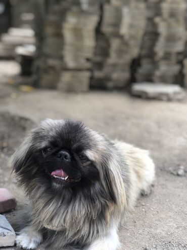 ov tüfəngi qiyməti: Pekines, 7 ay, Erkek, Sənədli, Ünvandan götürmə