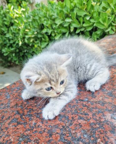 Pişiklər: Şinşilla, Erkək, Yaxşı əllərə -da lalafo.az — 10 Pişiklər: Şinşilla, Erkək, Yaxşı əllərə — 10